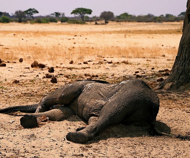 Laut den Behrden in Simbabwe sind  me...0 Elefanten bei der Drre gestorben.    | Foto: - (dpa)