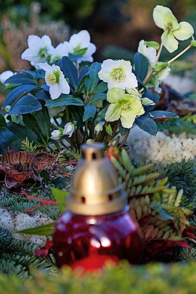 Die Christrose ist ein schner Akzent auf Grbern in der Winterzeit.  | Foto: Andrea Warnecke