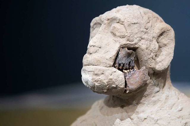 Eine Rekonstruktion des Skeletts eines...Museum der Universitt Tbingen (MUT).  | Foto: Marijan Murat (dpa)