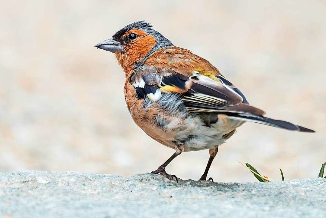 Aufgrund Des Milden Winters Bleiben Vogel Im Lande Freiburg