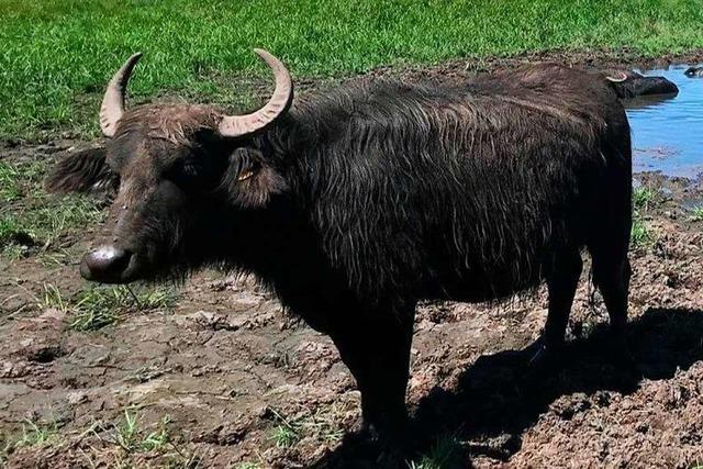 In Altenheim weiden bald Wasserbüffel mit dicken Hörnern
