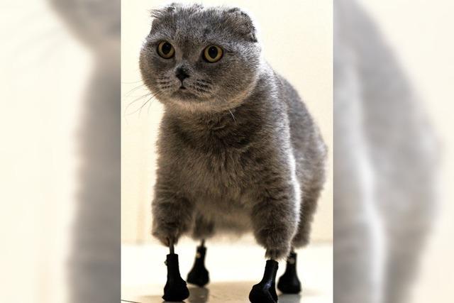 Katze luft mit Titan-Prothesen