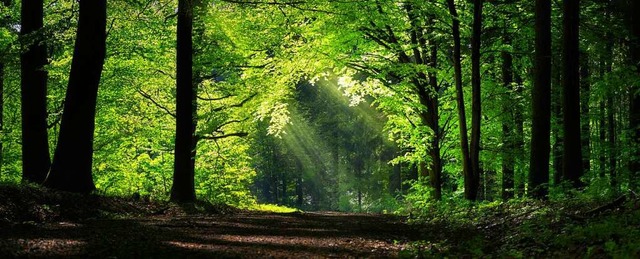 Sehnsuchtsort, Erholungsort und Wirtsc...des  deutschen Waldes wird gestritten.  | Foto: Smileus