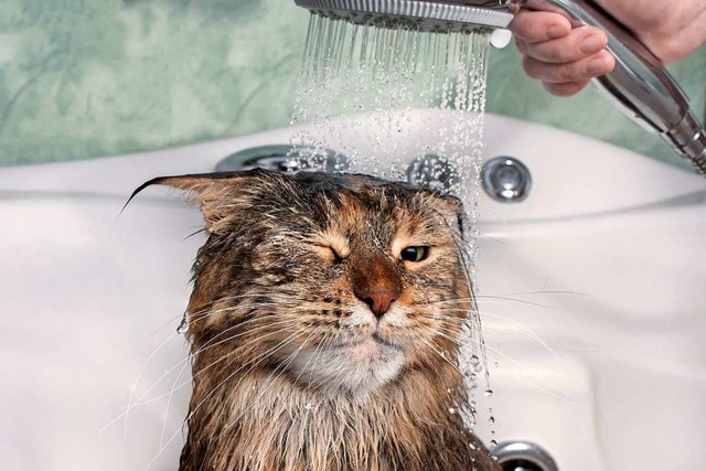 Nicht alle Katzen mgen kein Wasser.  | Foto: ollegn (stock.adobe.com)