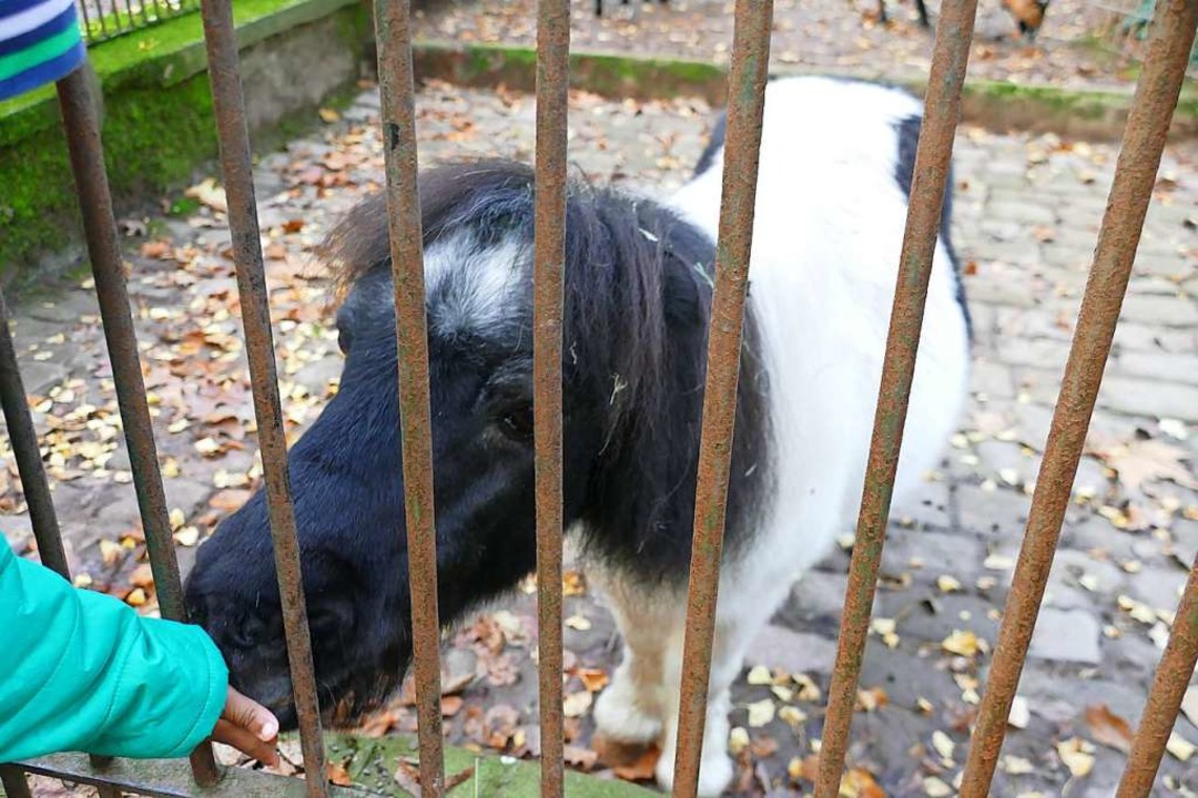Die Tiere im Stadtpark sollen artgerec...as ist eines der Stadtgulden-Projekte.  | Foto: Elena Stenzel