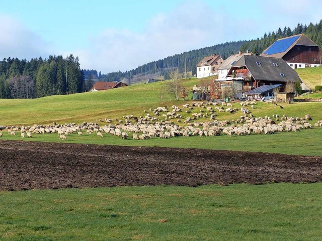 Schafe haben im Januar rund um Titisee-Neustadt grne Weiden vorgefunden.   | Foto: Wolfgang Zengler