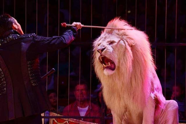 Freiburger Rat nimmt neuen Anlauf für Wildtierverbot in Zirkussen