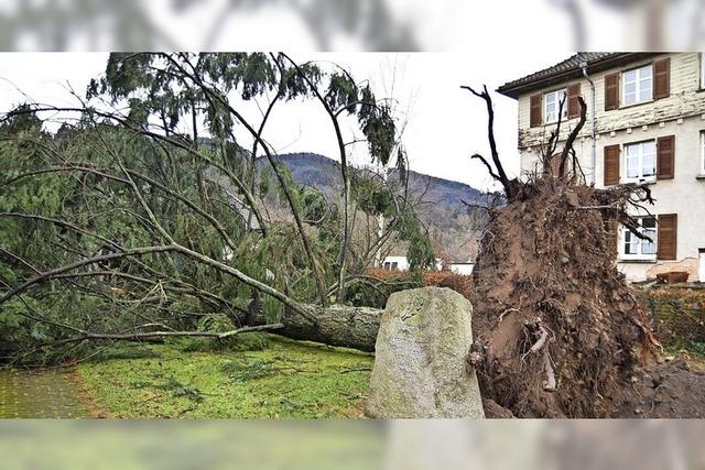 Nchtlicher Sturmangriff auf Baumriese