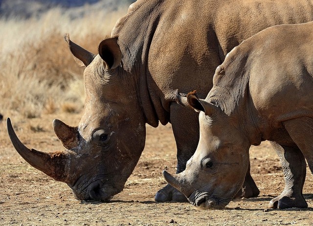 Das Horn des Nashorns ist so teuer wie Gold.   | Foto: Achim Scheidemann (dpa)