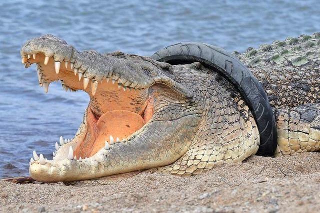 Kann man ein Krokodil aus einem Motorradreifen befreien?
