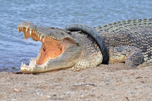 Das Salzwasserkrokodil auf Sulawesi st... Jahren in einem Motorradreifen fest.   | Foto: ARFA