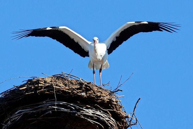 Dieser Storch wurde bereits im Januar ... Meinungen im Gemeinderat auseinander.  | Foto: Albert Rummler