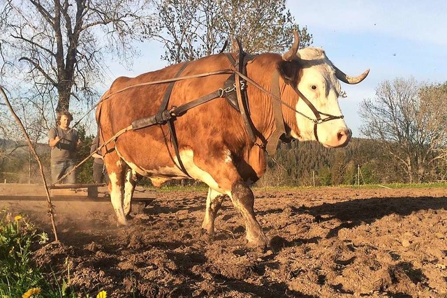 Kraftpaket: Filou beim Walzen im Sommer auf dem Mathislehof.  | Foto: Privat