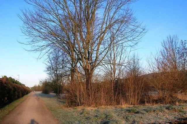 Emmendingen: Schutzverfahren fr Haselwald-Spitzmatten luft an