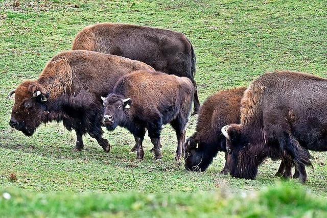 Bison des Mundenhofs wurde erschossen – und als Hundefutter verkauft