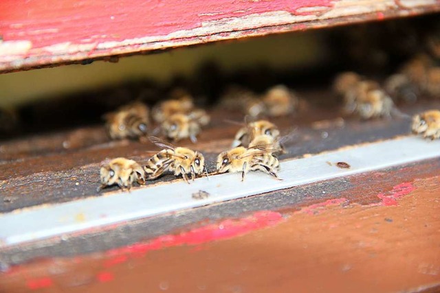 Bienen vor ihrem Bienenstock  | Foto: Emilia Platten