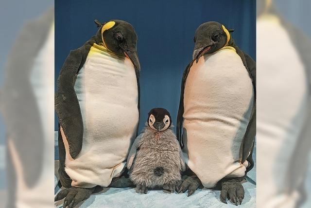 Pit Pinguin und seine Familie kommen ins Vorderhaus