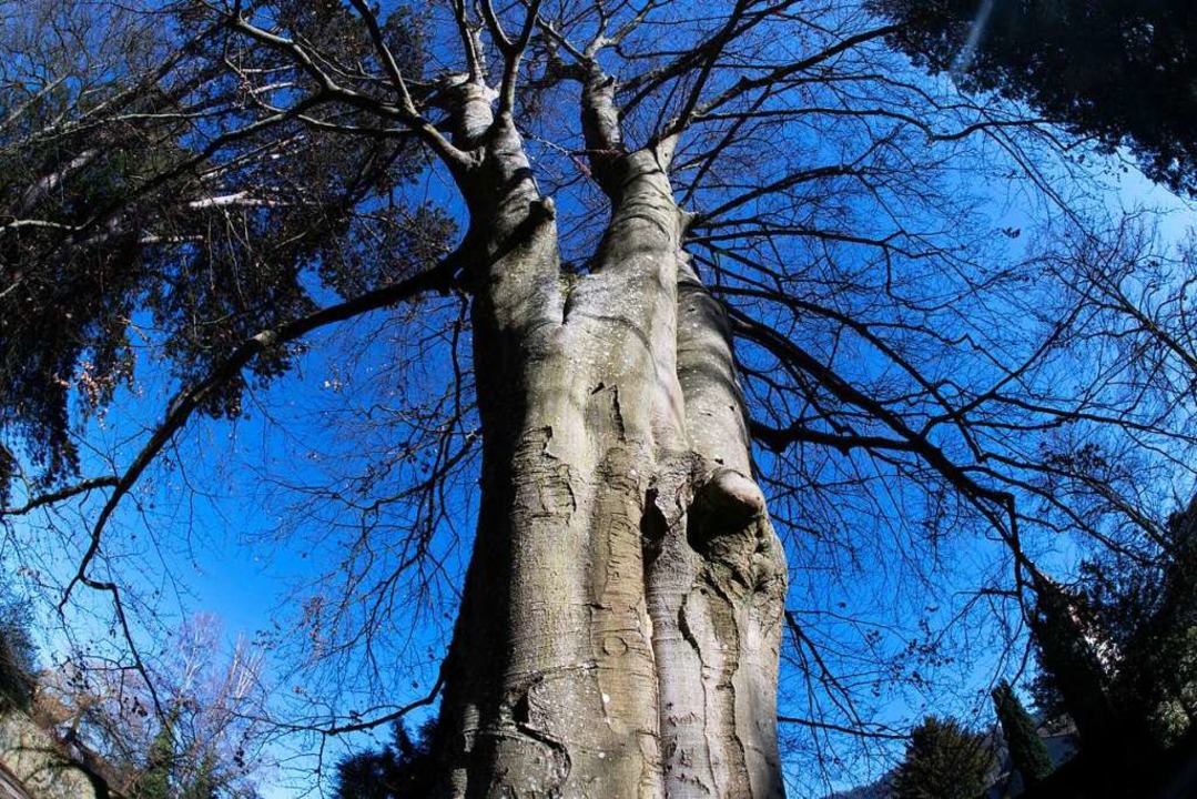 Die Rotbuche im Kurpark in Sulzburg is...n morsch, doch die Baumwand ist stark.  | Foto: Volker Mnch