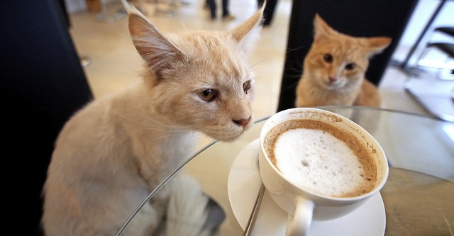 Neue Nachbarn einfach mal zum Kaffee e...er Gemeindertin. Mit oder ohne Katze.  | Foto: Georg Hochmuth