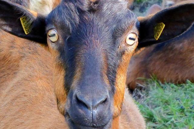 Zwei Stuttgarter haben sich ihren Traum von einer eigenen Ziegenzucht in Tegernau erfllt