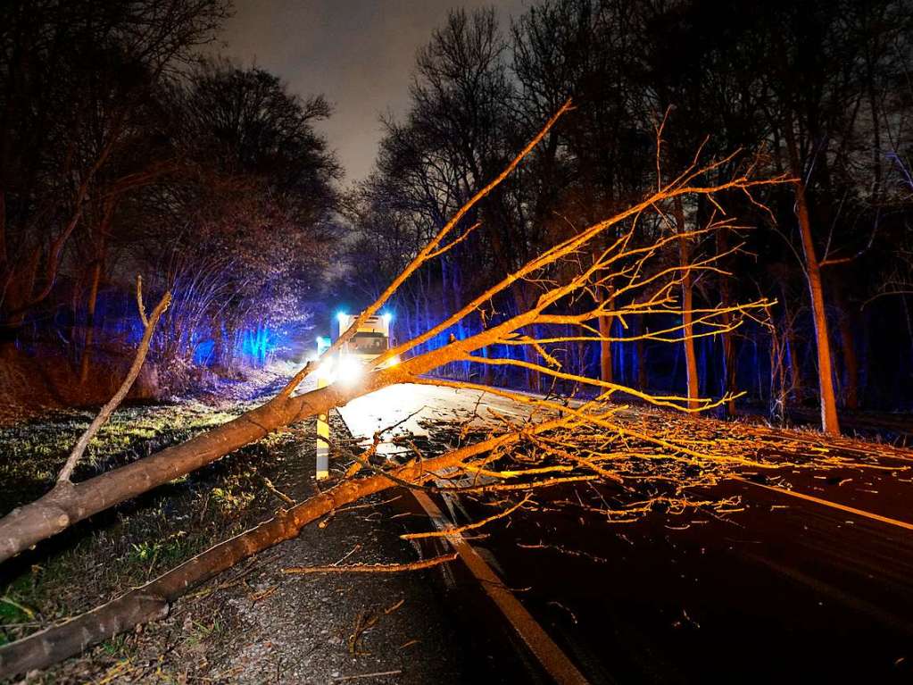 Ein Baum, der vom Sturmtief „Sabine“ umgerissen wurde, liegt in Stuttgart auf der Mittleren Filderstrae.