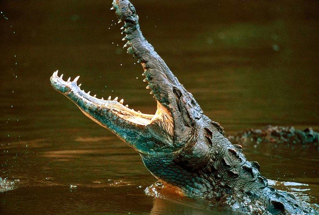 Die Haut der gejagten Krokodile wird b..., Geldbeutel oder Grtel herzustellen.  | Foto: ARTE France Kevin Gilbert NGCI