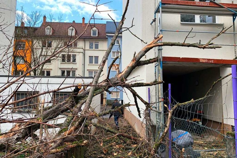 In Offenburg krachte ein Baum neben ein Baugerüst. (Foto: Helmut Seller) In Offenburg krachte ein Baum neben ein Baugerüst. (Foto: Helmut Seller)