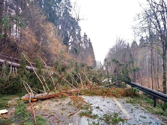 Bume krachten, von Sturmtief Sabine g...71 zwischen Mnchingen und Ewattingen.  | Foto: Olaf Thor