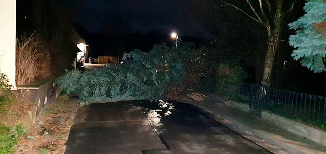 Der umgestrzte Baum in Oberkrozingen  | Foto: Feuerwehr Bad Krozingen