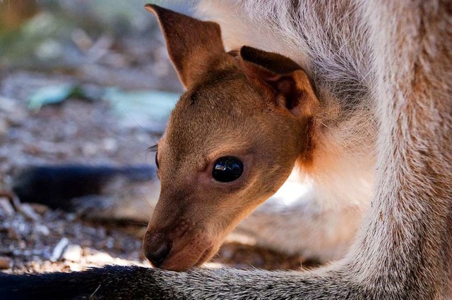 Wer hat das Knguru gesehen?  | Foto: LORINDA TAYLOR