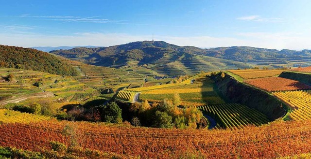 Trgerisch: So schn wie dieses Bild v...m badischen Weinbau derzeit nicht aus.  | Foto: Hans-Peter Ziesmer