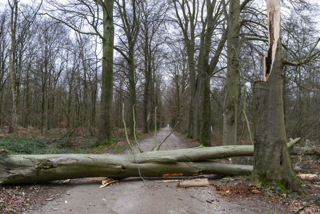 Nach einer ersten Schtzung des Landra...r Schadholz hinterlassen (Symbolbild).  | Foto: Arnulf Stoffel (dpa)