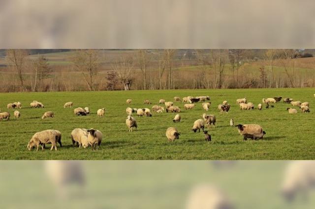 Schfchen im Trockenen