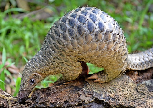 Pangolin im Zoo von Singapur | Foto: ROSLAN RAHMAN (AFP) Pangolin im Zoo von Singapur | Foto: ROSLAN RAHMAN (AFP)