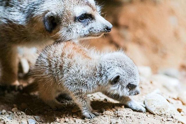 Im Basler Zoo sind zwei Erdmnnchen aus dem Untergrund aufgetaucht