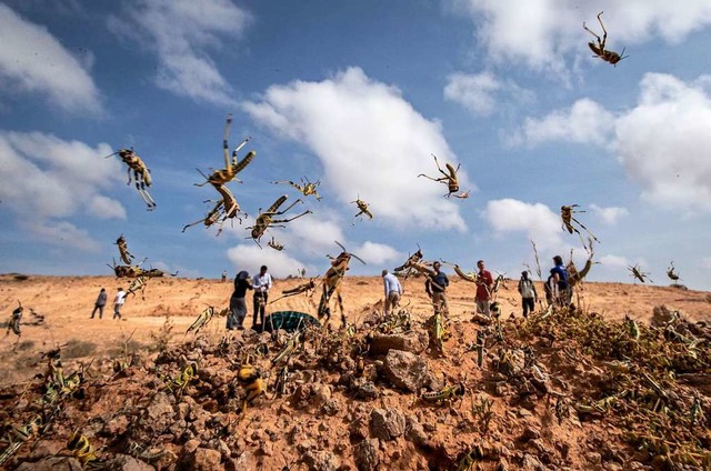 Die vielen Heuschrecken in Teilen Asie...ld aus dem afrikanischen Land Somalia.  | Foto: Ben Curtis (dpa)