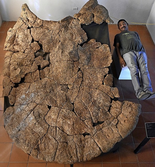 Fossil des Schildkrtenpanzers  | Foto: Edwin Cadena (dpa)