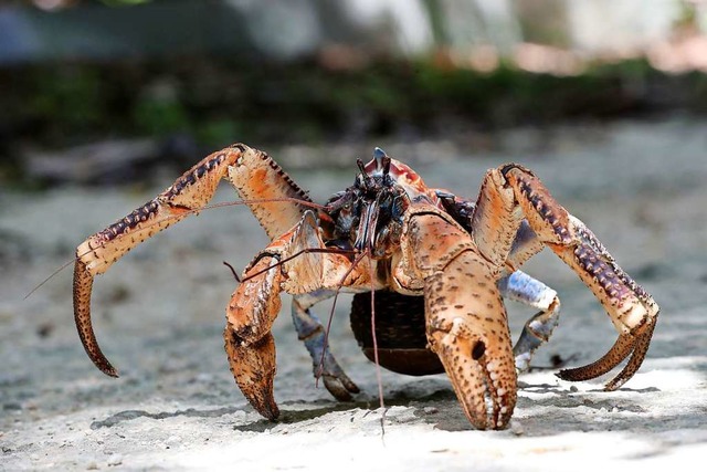 Krabbe mit kuriosem Namen: Der Palmend... gehrenden Weihnachtsinsel unterwegs.  | Foto: Richard Wainwright (dpa)