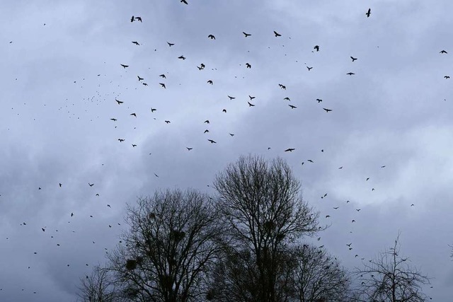 Groe Vogelschwrme, wie hier in Minse...rden. Den Tieren fehlt der Lebensraum.  | Foto: Verena Pichler