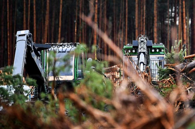 Rodungsarbeiten fr geplante Tesla-Fabrik gestoppt  | Foto: Britta Pedersen (dpa)