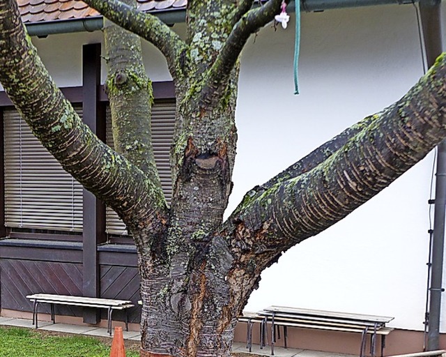Dieser kranke Baum beim  Kindergarten muss gefllt werden.  | Foto: Claudia Bachmann-Goronzy