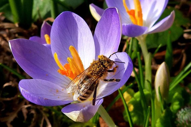 Biene im Januar  | Foto: Dorothea Nusser-Schz