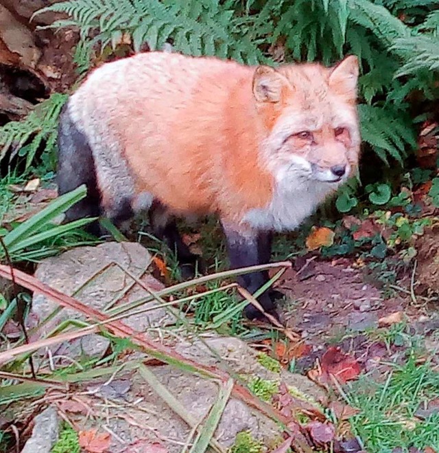 Ein Fuchs   | Foto: privat