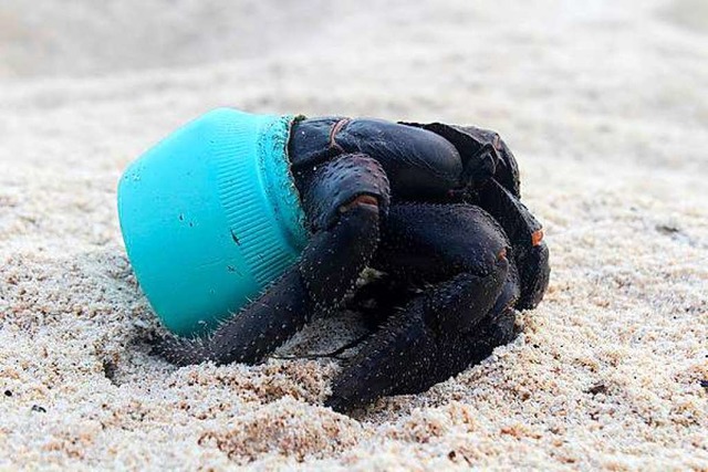 Eine Krabbe verkriecht sich in einem Stck Plastik.   | Foto: Jennifer Lavers