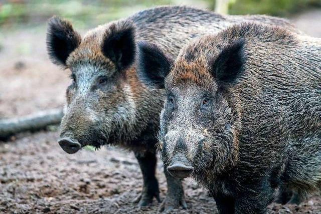 Unangenehmer Geruch soll in Pfaffenweiler Wildschweine fernhalten