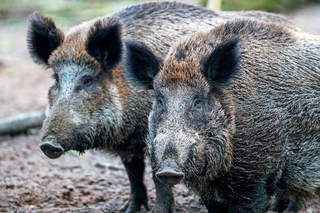 Sie sollen Wohngebieten nach Mglichkeit fern bleiben: Wildschweine.  | Foto: Jens Bttner