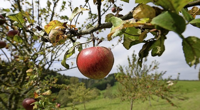 Um Streuobstbume kmmert sich die Fac...hberater fr Obst- und Gartenbau gibt.  | Foto: Patrick Seeger (dpa)