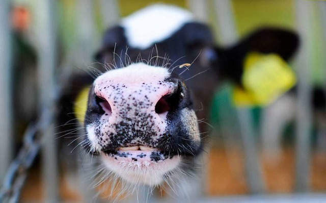 Ein Kalb im Stall  | Foto: Julian Stratenschulte