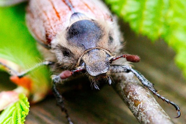 Im Rahmen eines neuen Projekts des Fre...tes Biosystem wahrnehmen (Symbolbild).  | Foto: A3386 Uli Deck