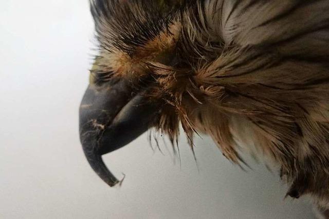 Lahrer Tierheim findet einen misshandelten Wildvogel, der spter stirbt